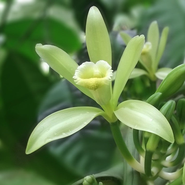 Why Does Vanilla Take So Long to Grow? The Lifecycle of a Vanilla Orchid