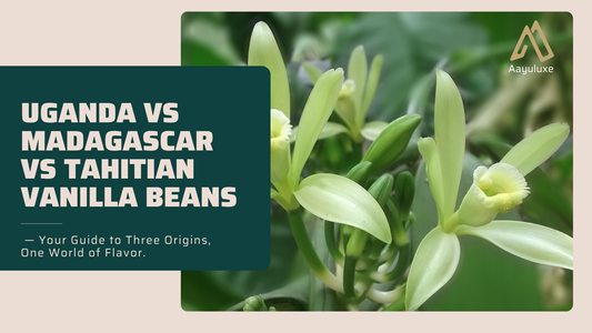 Uganda vs Madagascar vs Tahitian vanilla beans comparison with vanilla orchid flowers Aayuluxe