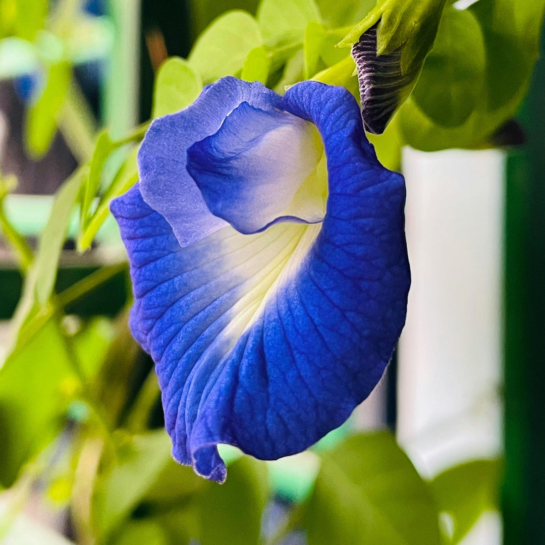 Blue Pea Flower Benefits | Calm and Natural Radiance