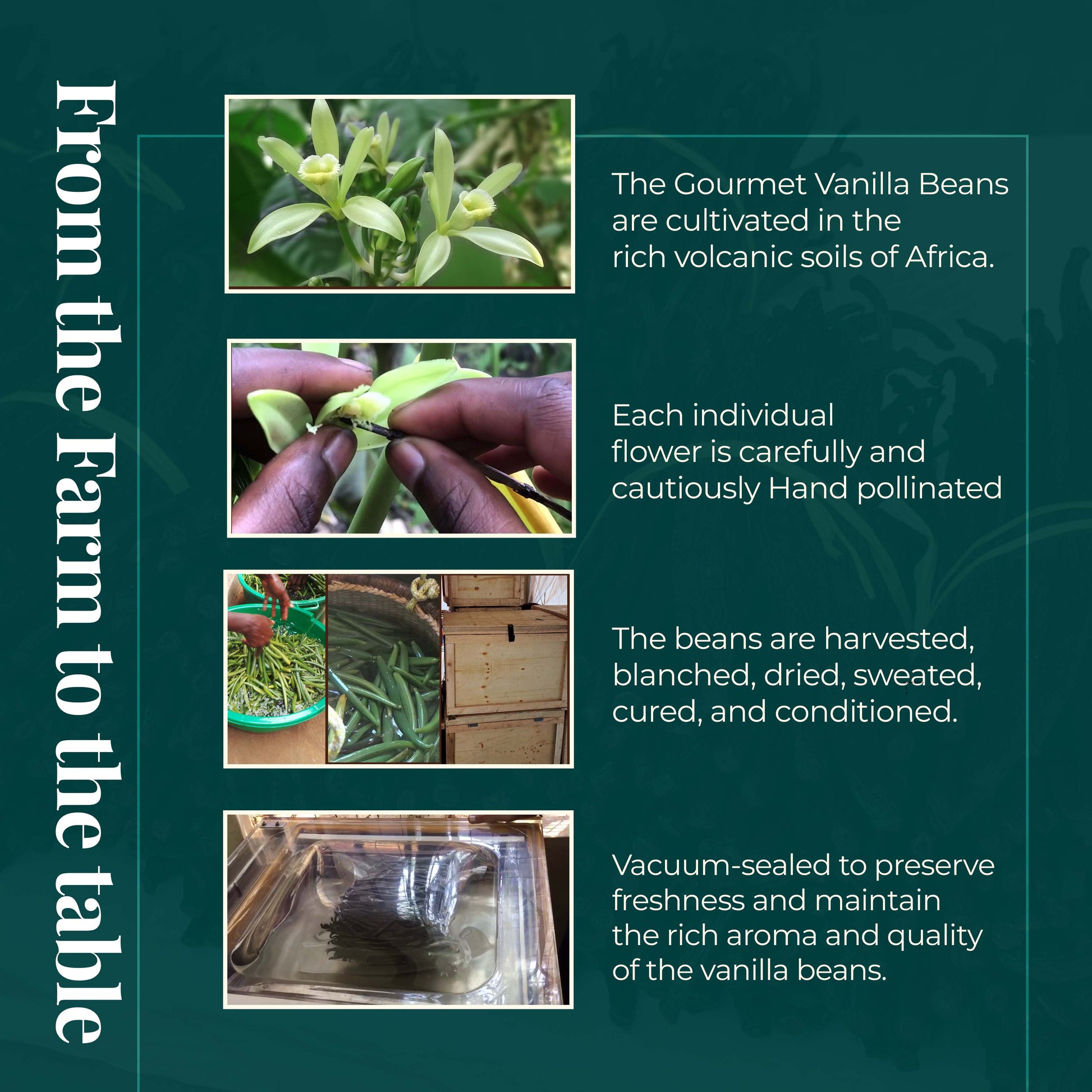 From the farm to the table . The gourmet Vanilla beans are cultivated in the rich volcanic soils of Africa.         Each individual flower is carefully and cautiously Hand pollinated

The Beand are harvested, blanched, dried , sweated, cured, and conditioned.  

Vacuum-sealed to preserve freshness and maintain the rich aroma and quality of the vanilla beans 