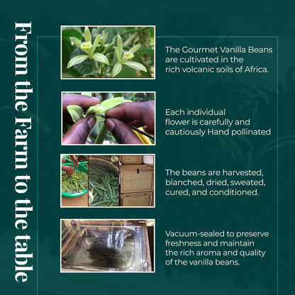 vanilla farming process from flower to cured beans hand pollination harvesting drying and vacuum sealing gourmet vanilla beans